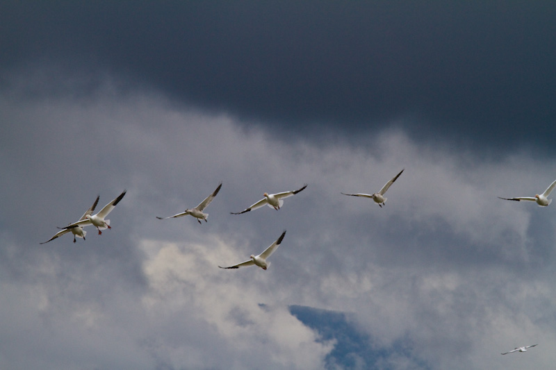 Snow Geese In Flight